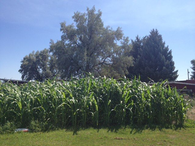 Mark's Corn Crop