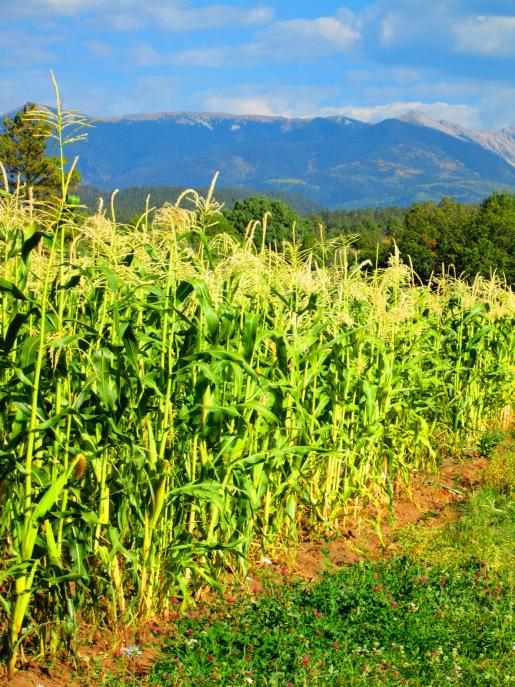 Native Corn Growing