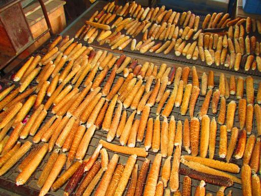 Drying Chicos Corn