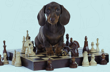 Brain Training For Dogs Review