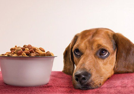 Dog Food Secrets Review
